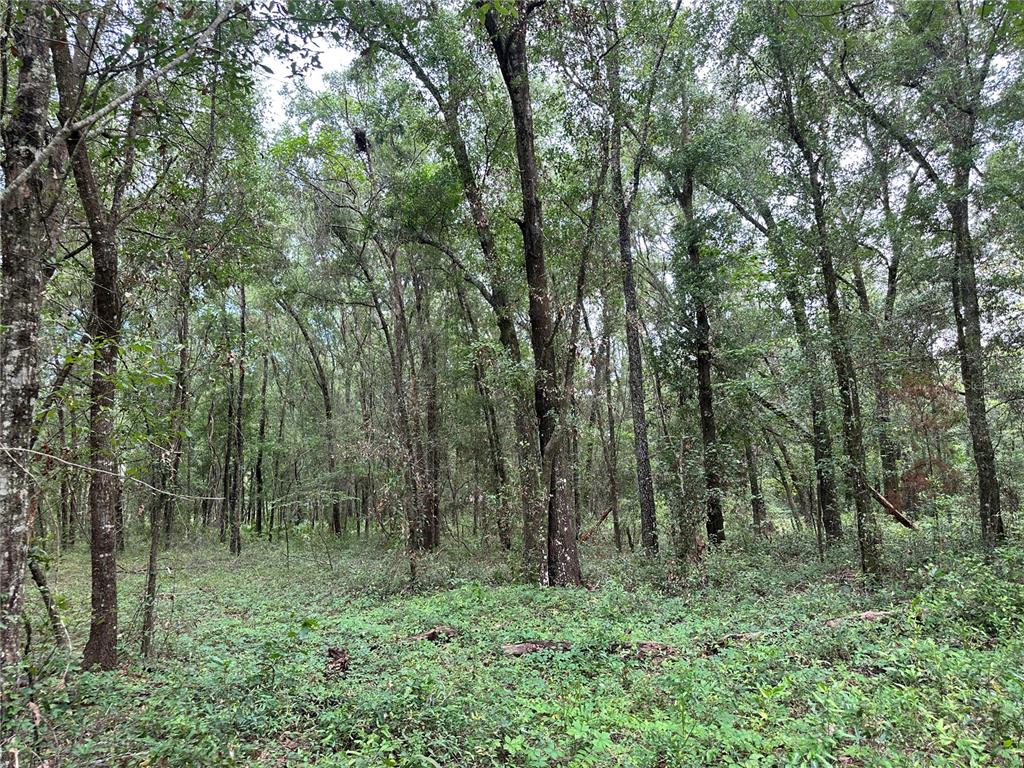 Tbd Northeast 65th Lane Bronson, FL 32621 - Photo 8 of 12