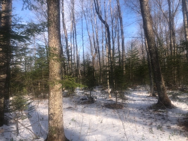 457 Cobb Road Walden, VT 05843 - Photo 14 of 16 Gallery Image 14