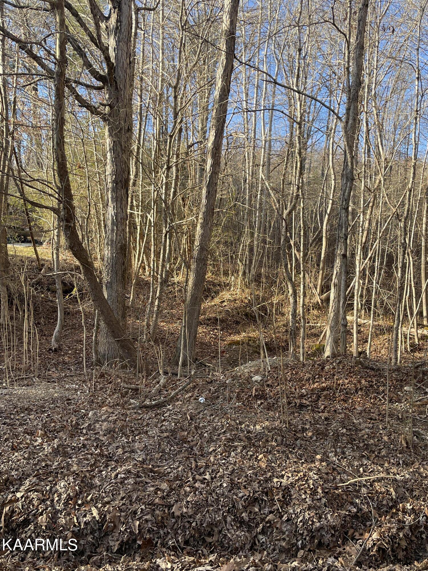 0 Norton Road Philadelphia, TN 37846 - Photo 1 of 3 IMG_1920