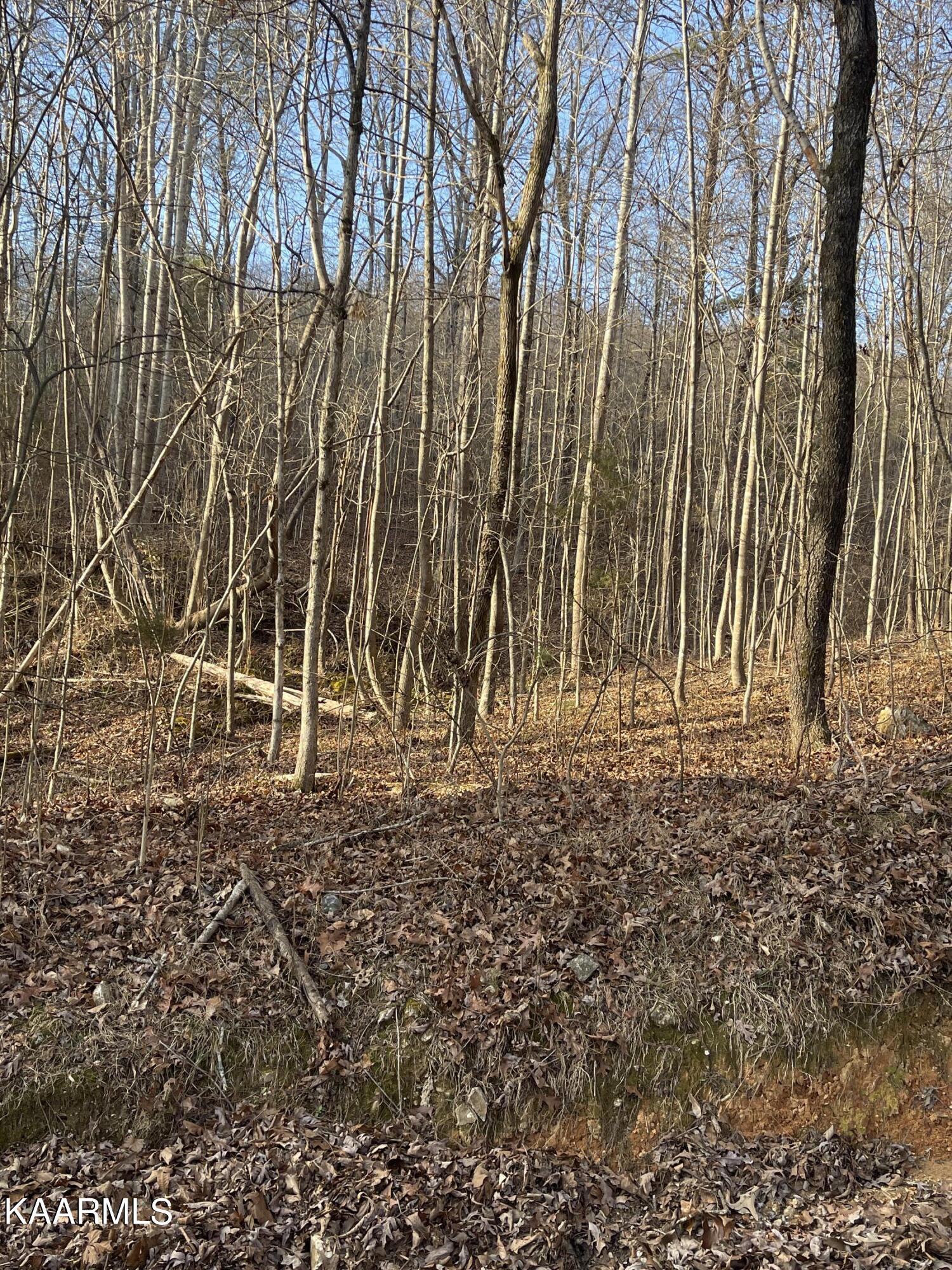 0 Norton Road Philadelphia, TN 37846 - Photo 2 of 3 IMG_1921