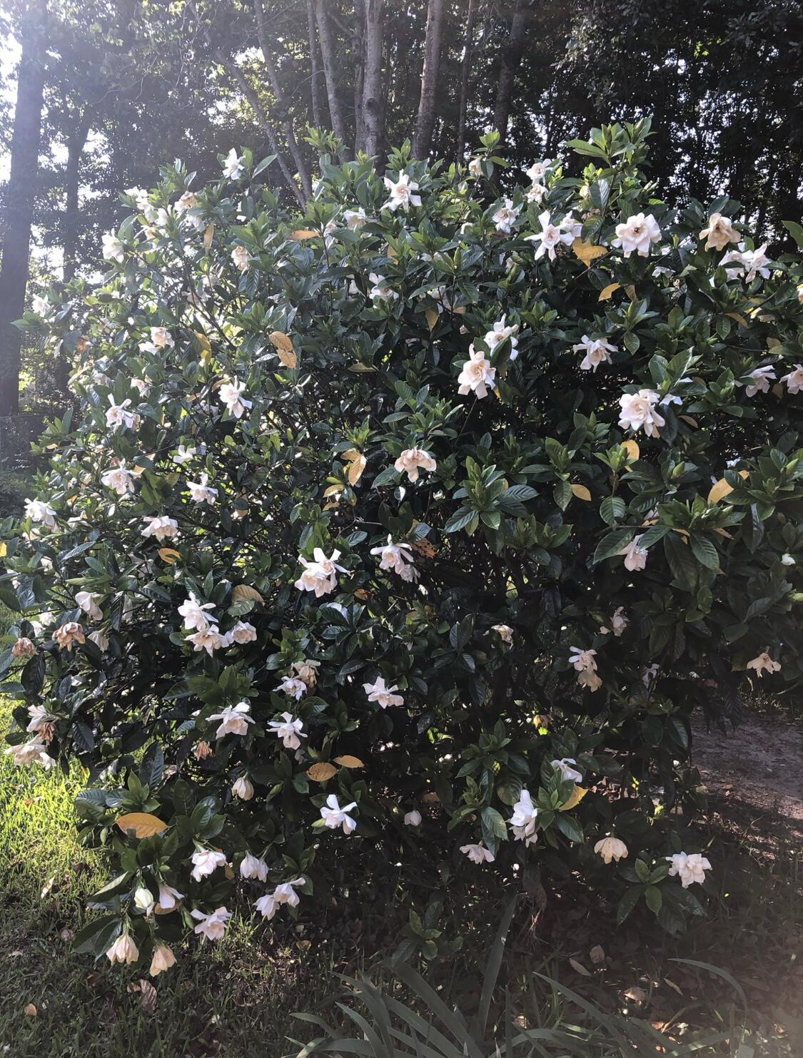 307 Driver Avenue Summerville, SC 29483 - Photo 32 of 34 IMG_0192