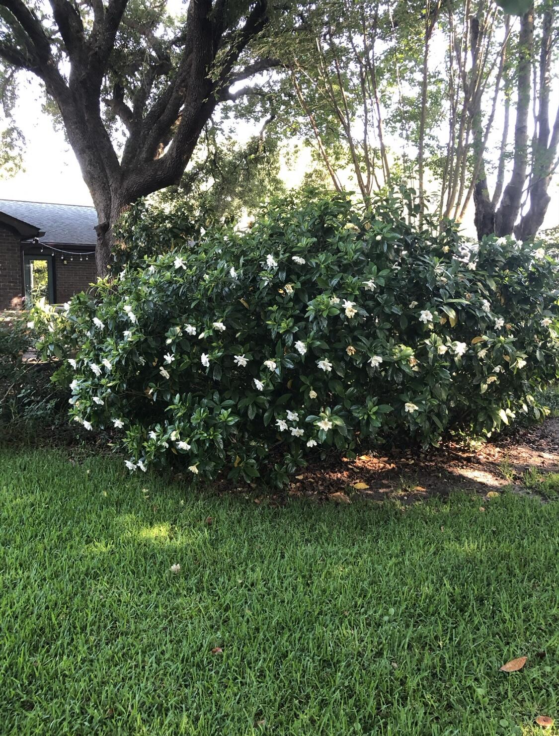 307 Driver Avenue Summerville, SC 29483 - Photo 33 of 34 IMG_0190