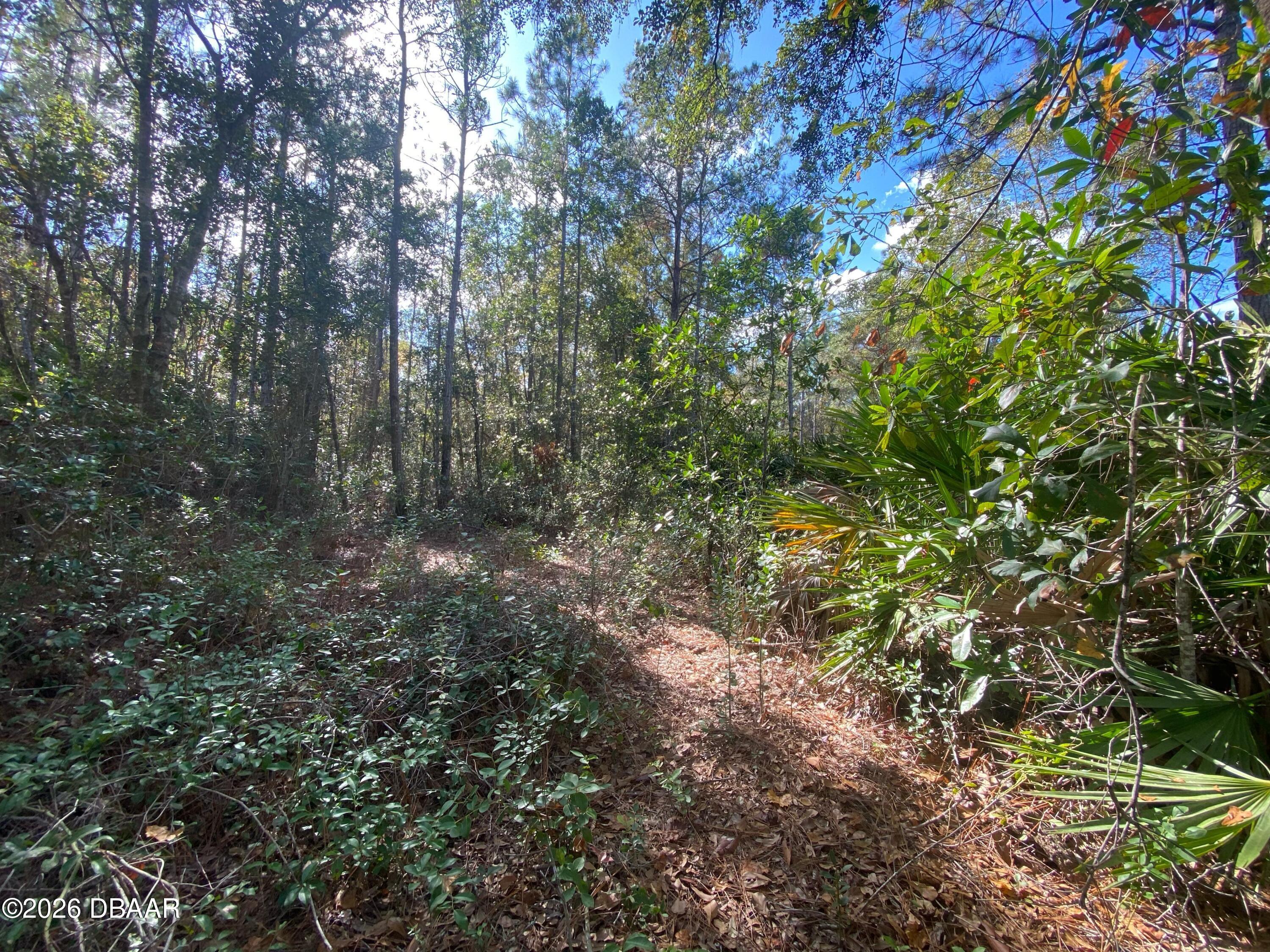 820 Old Bubbly Road Pierson, FL 32180 - Photo 2 of 6 a view of a forest with lots of trees