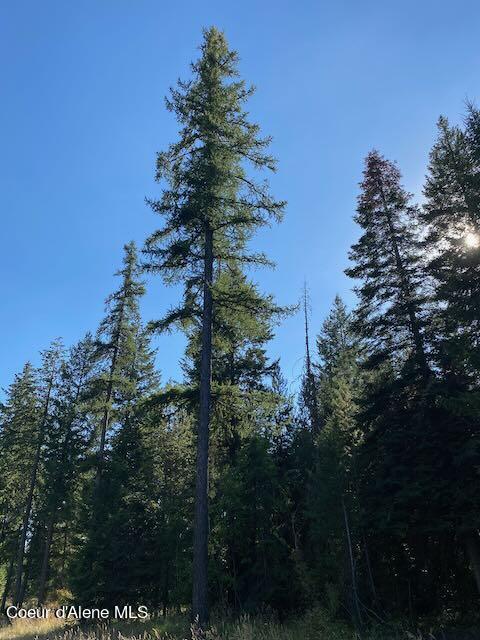 L3-b10 North Walden Loop Rathdrum, ID 83858 - Photo 5 of 7 Lovely specimen of Western Larch