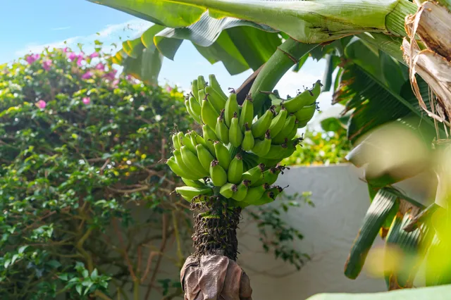 a close up of a flower in a garden