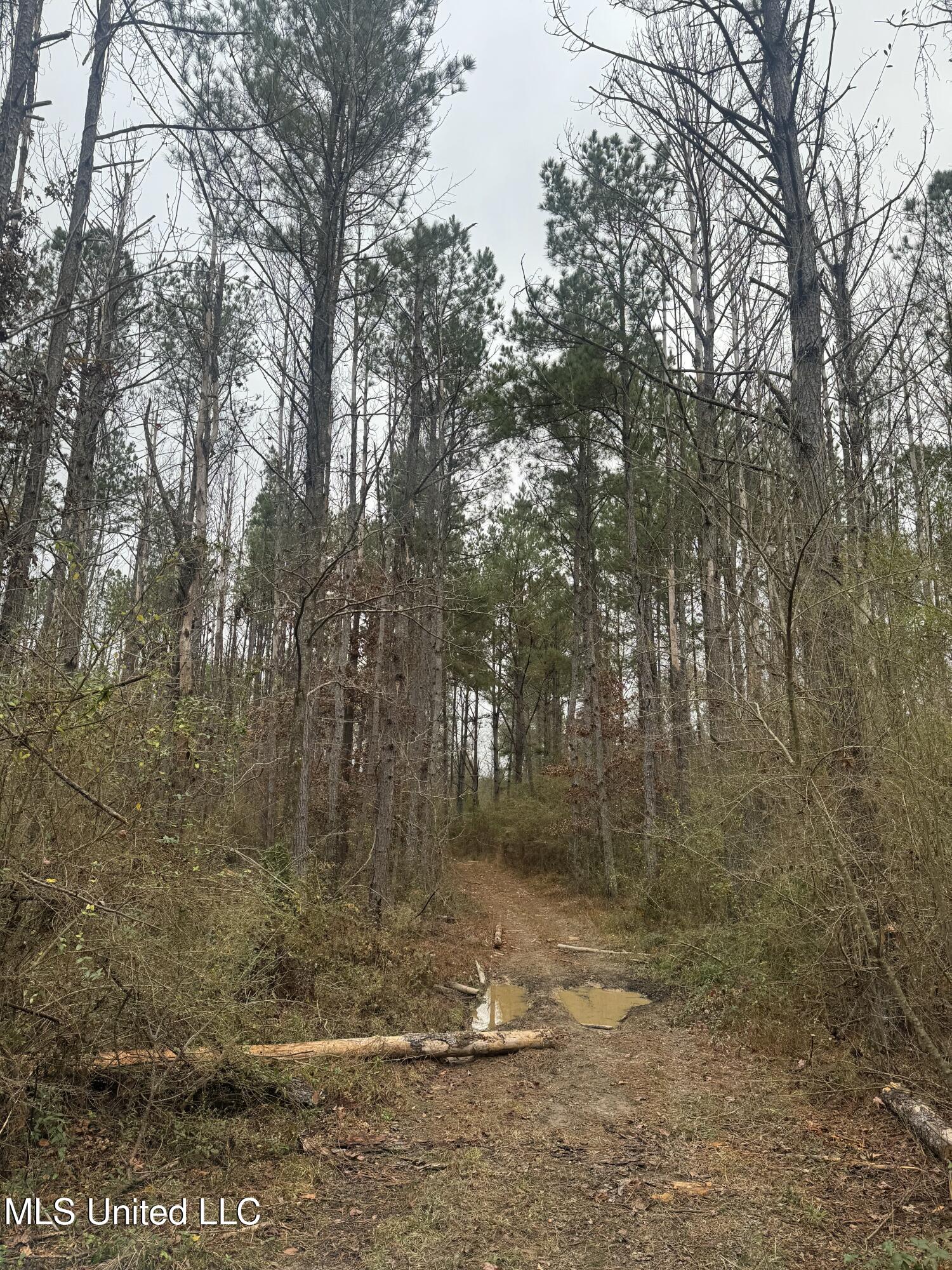 No No Parsons Road McCall Creek, MS 39647 - Photo 5 of 5 IMG_0306