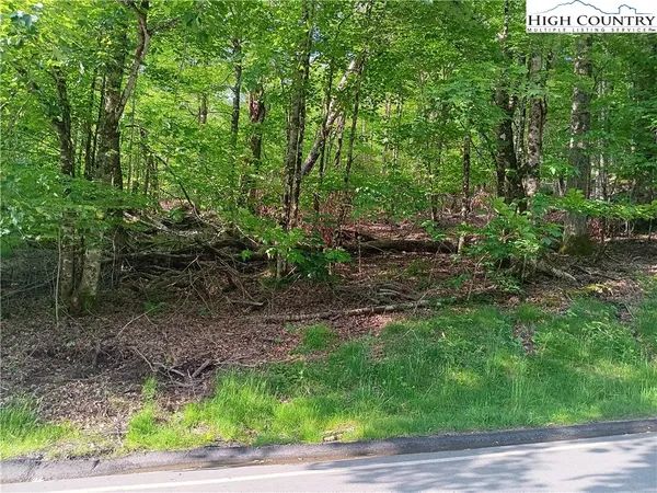 a view of a yard with plants and large trees