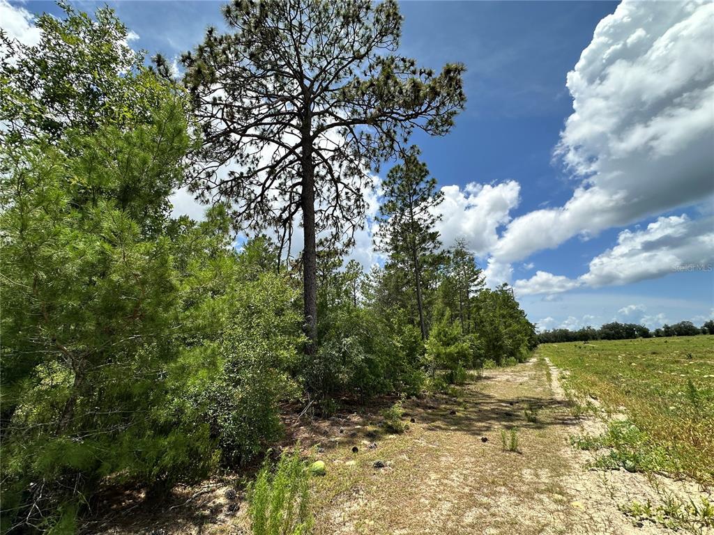 Tbd Northeast 69th Place Bronson, FL 32621 - Photo 8 of 12