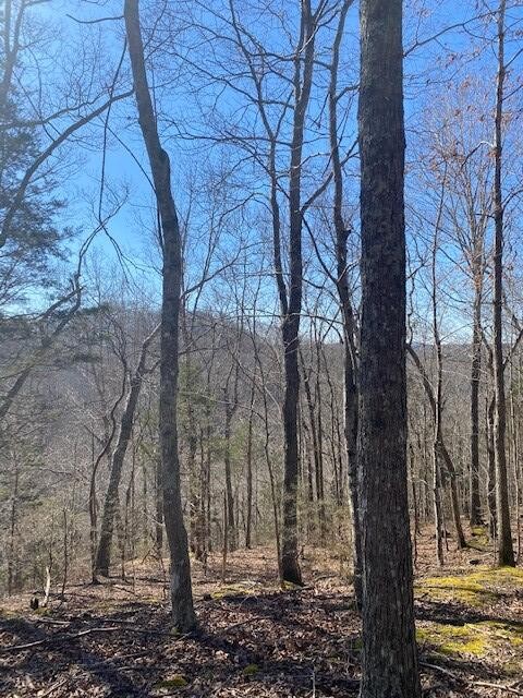 4 Reeder Town Road Byrdstown, TN 38549 - Photo 5 of 6 a view of a yard with trees