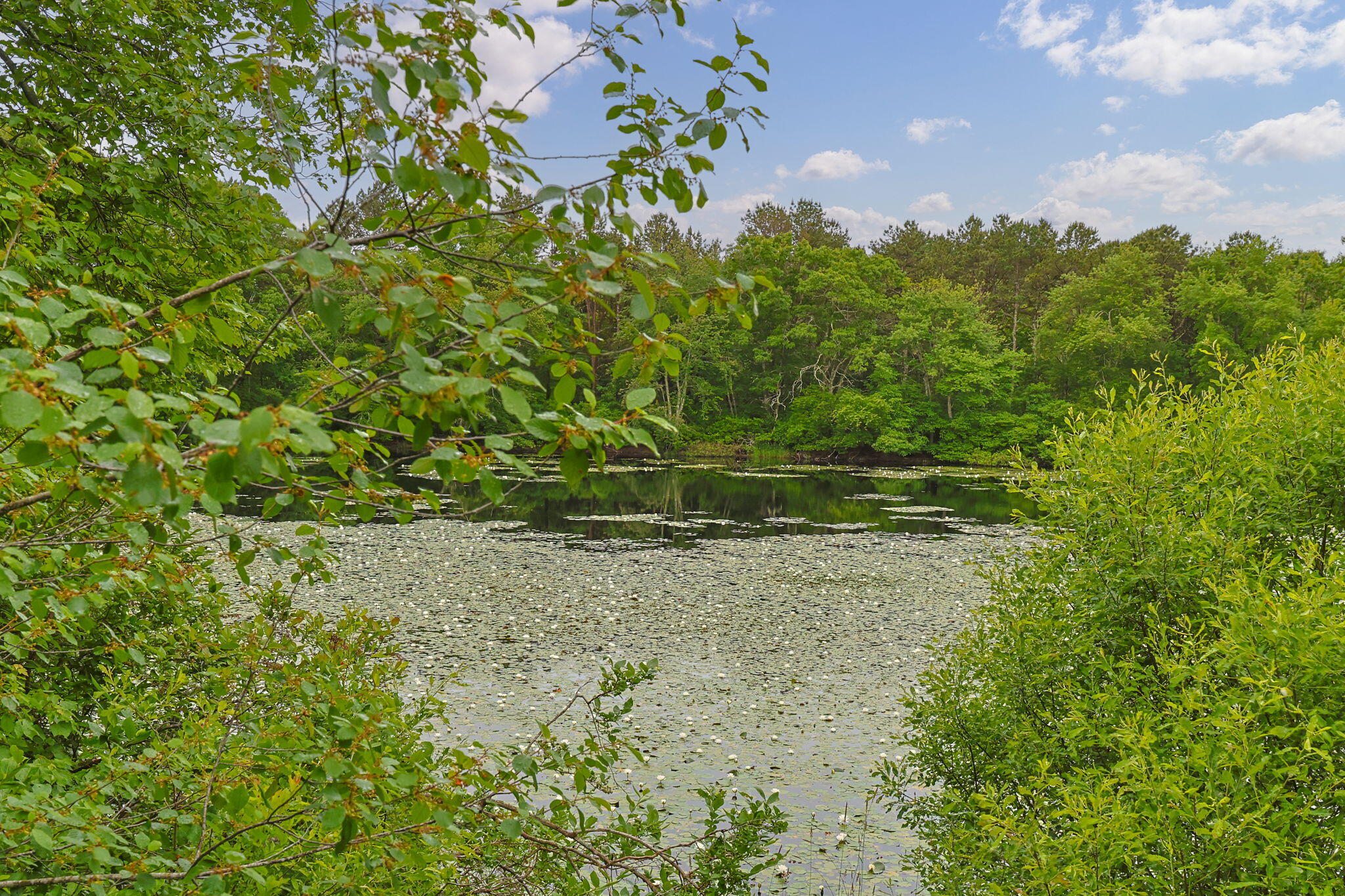 2 Darby Point Mashpee, MA 02649 - Photo 42 of 47 a backyard of a house with lots of green space