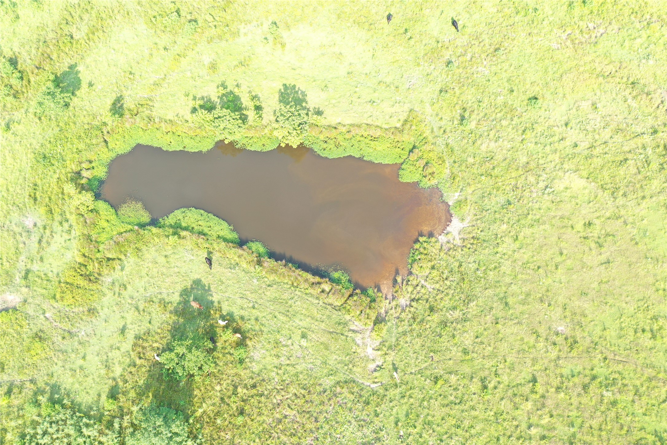 Tbd David Hon Road Livingston, TX 77351 - Photo 25 of 50