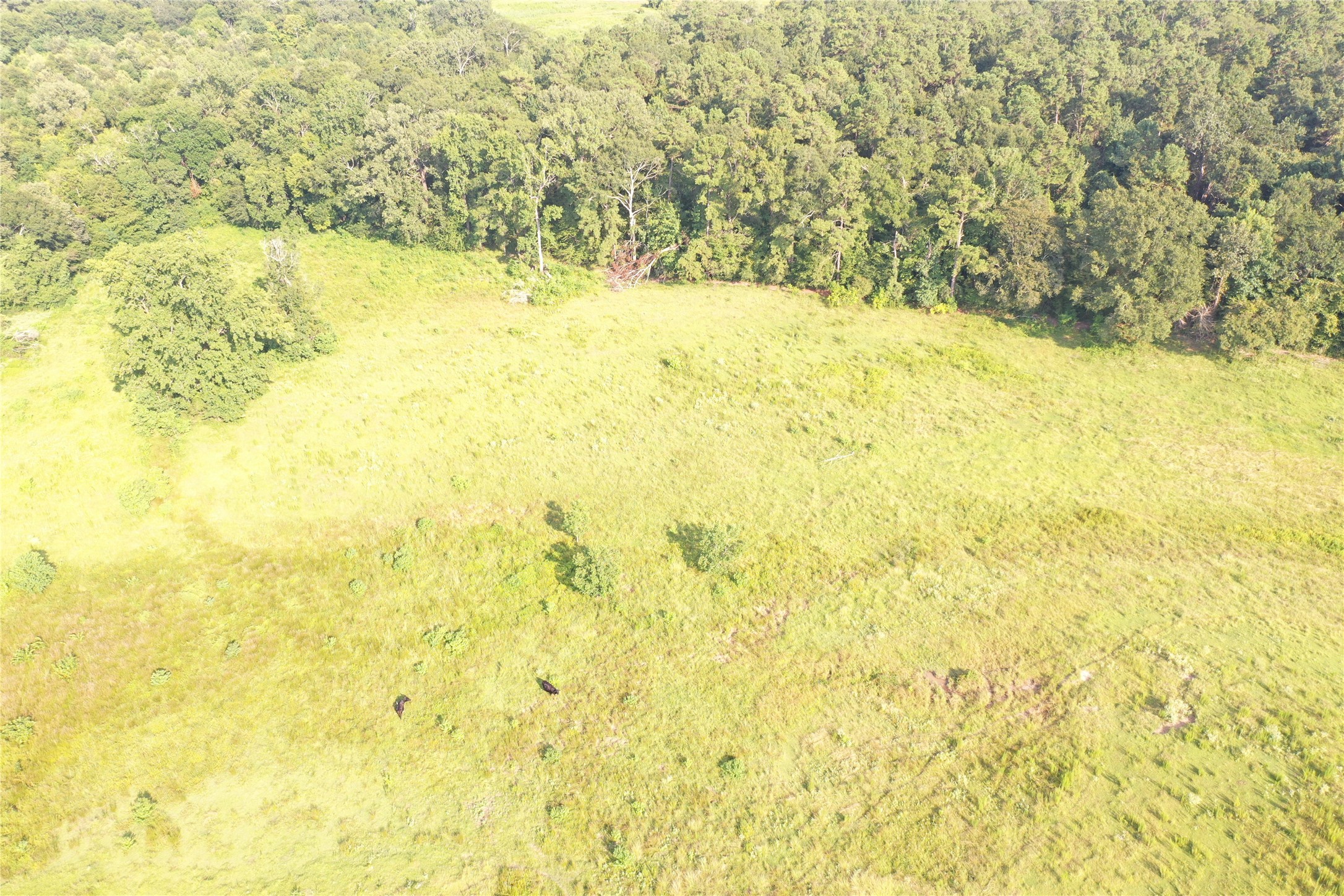 Tbd David Hon Road Livingston, TX 77351 - Photo 28 of 50