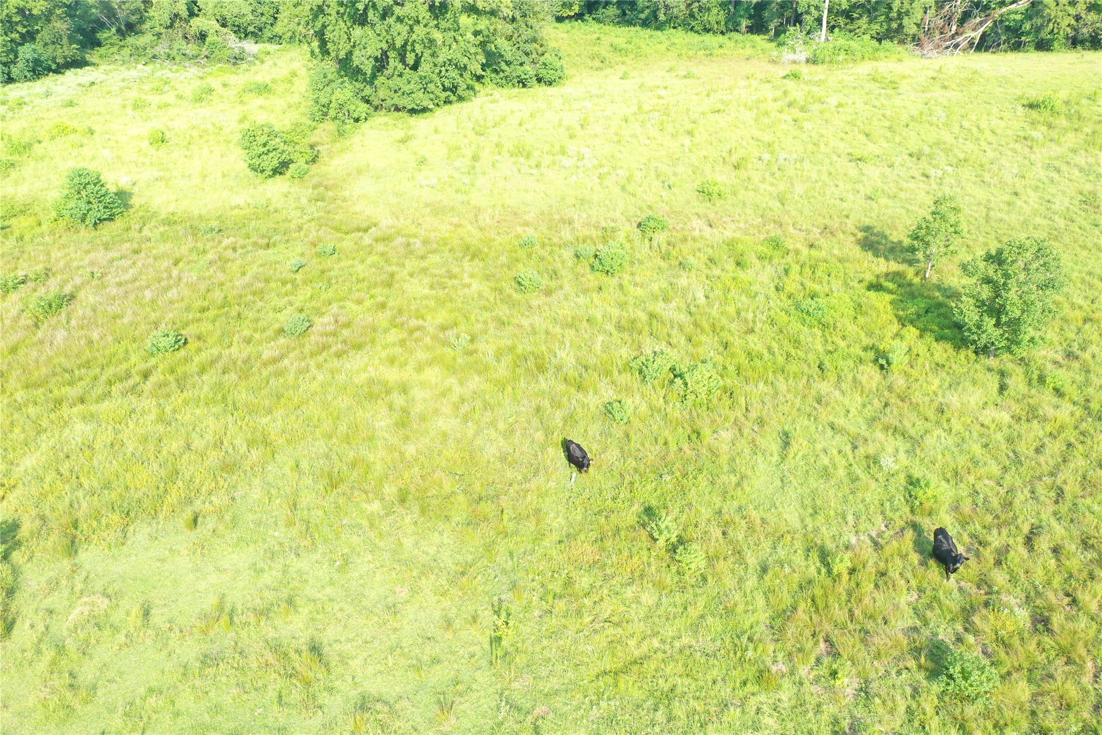 Tbd David Hon Road Livingston, TX 77351 - Photo 32 of 50 a view of a big yard with plants and small trees
