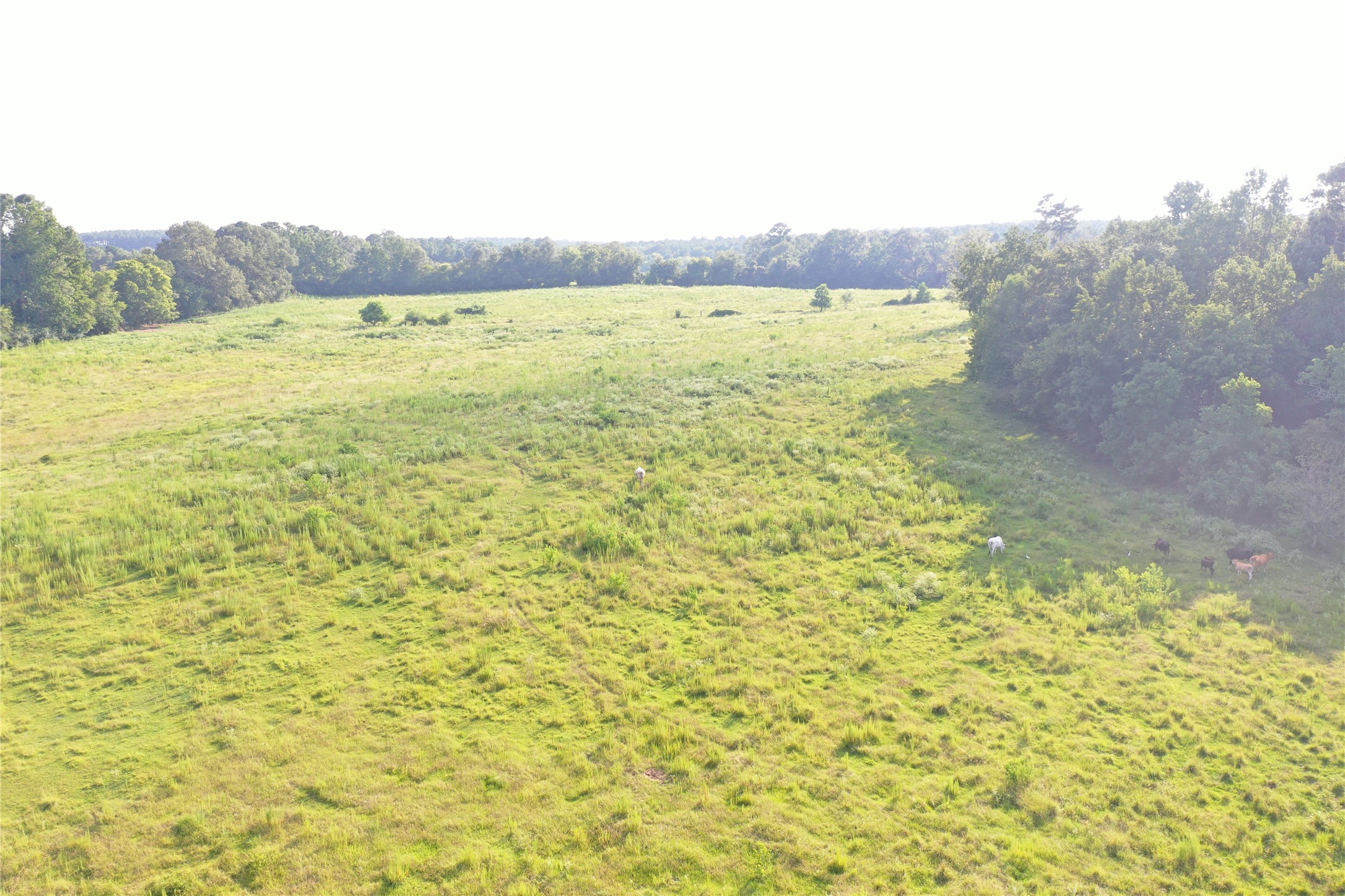 Tbd David Hon Road Livingston, TX 77351 - Photo 35 of 50 a view of an ocean