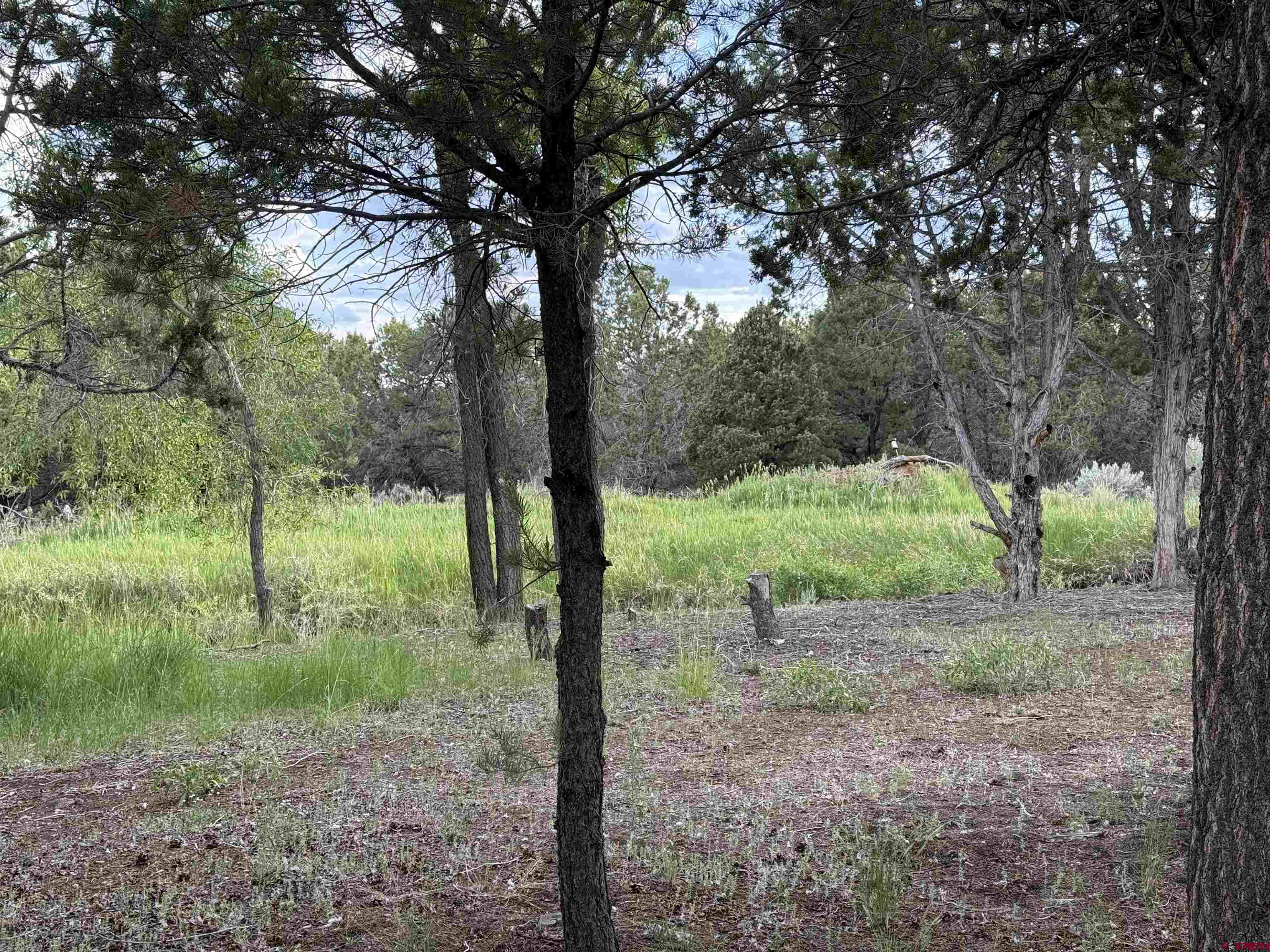29501 P50 Road Hotchkiss, CO 81419 - Photo 39 of 45 a view of a yard with a tree