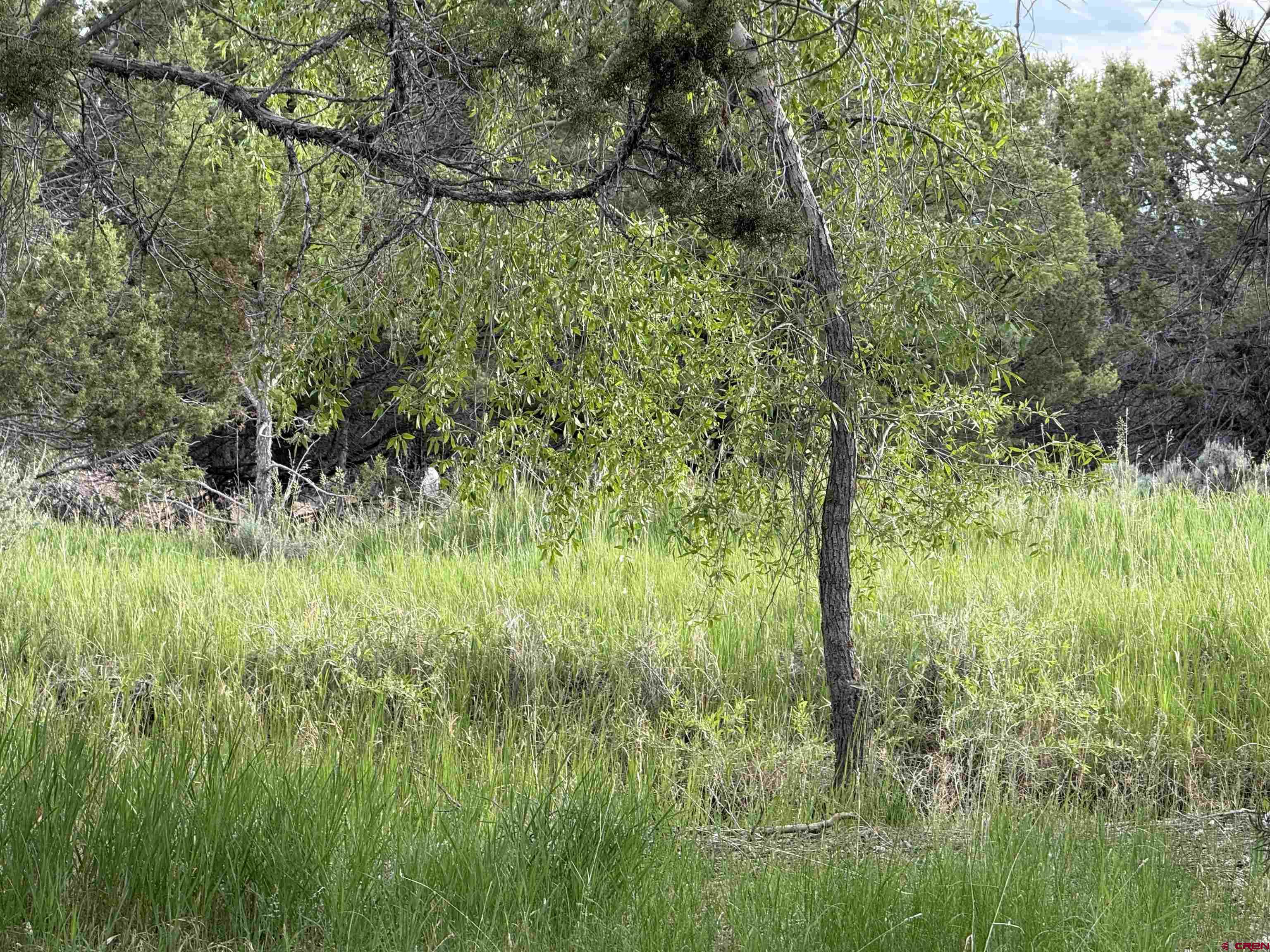 29501 P50 Road Hotchkiss, CO 81419 - Photo 41 of 45 a view of a lush green space
