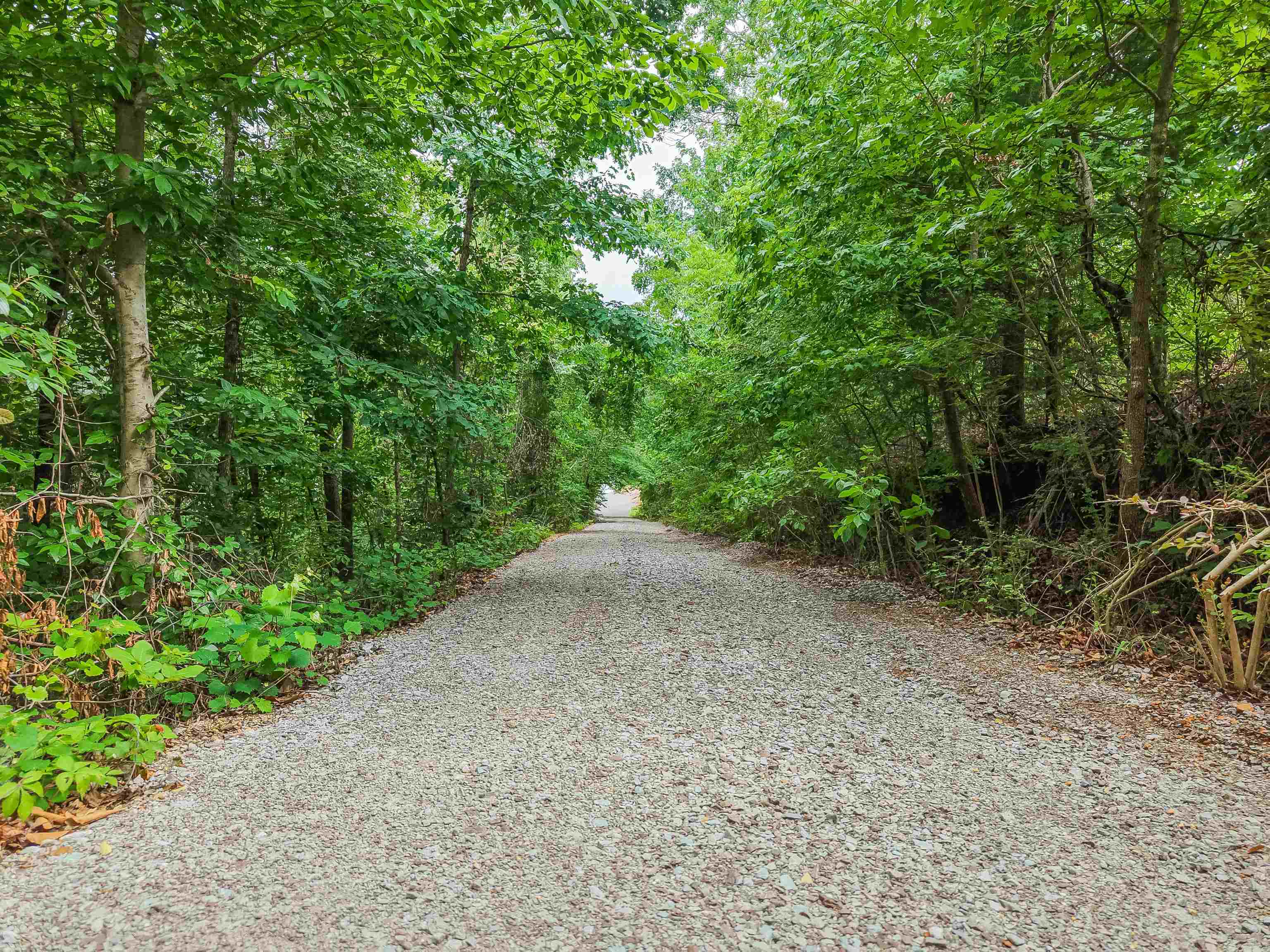 890 Burks Road Savannah, TN 38372 - Photo 38 of 40 a view of a forest with trees in the background