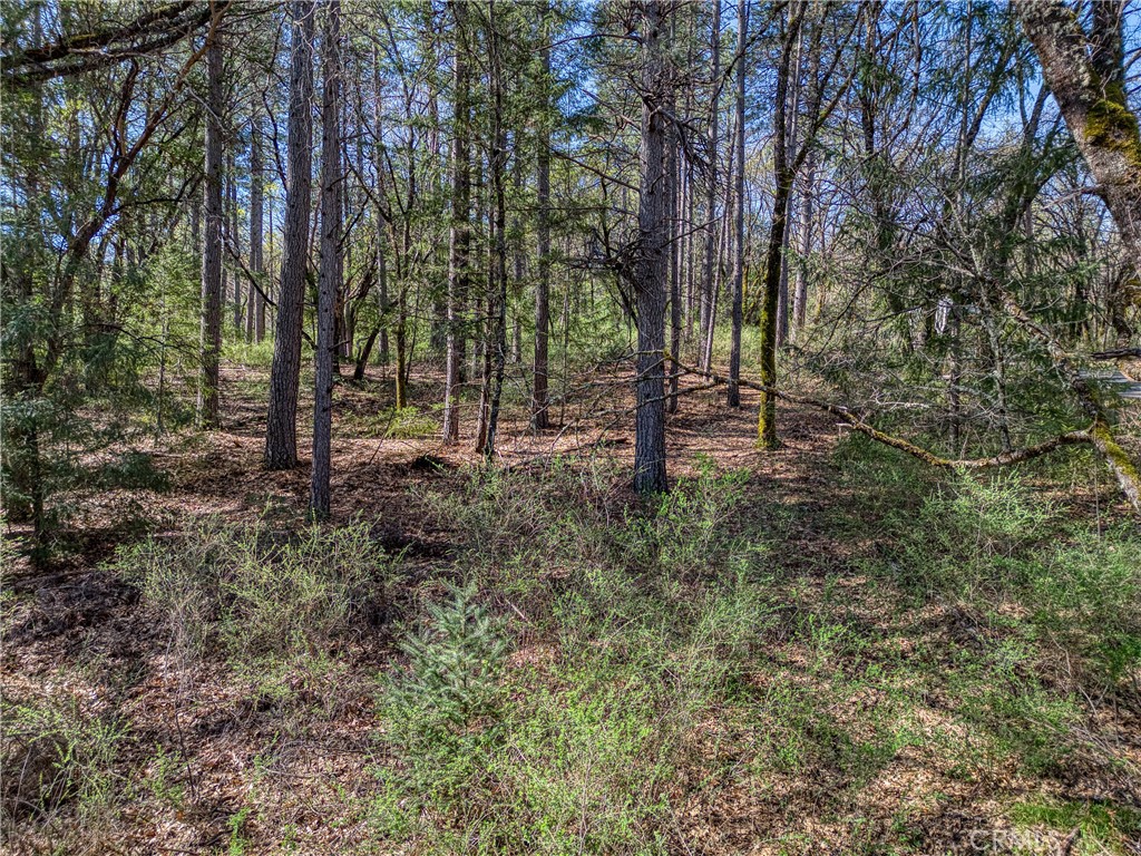 a backyard of a house with lots of plants and large trees