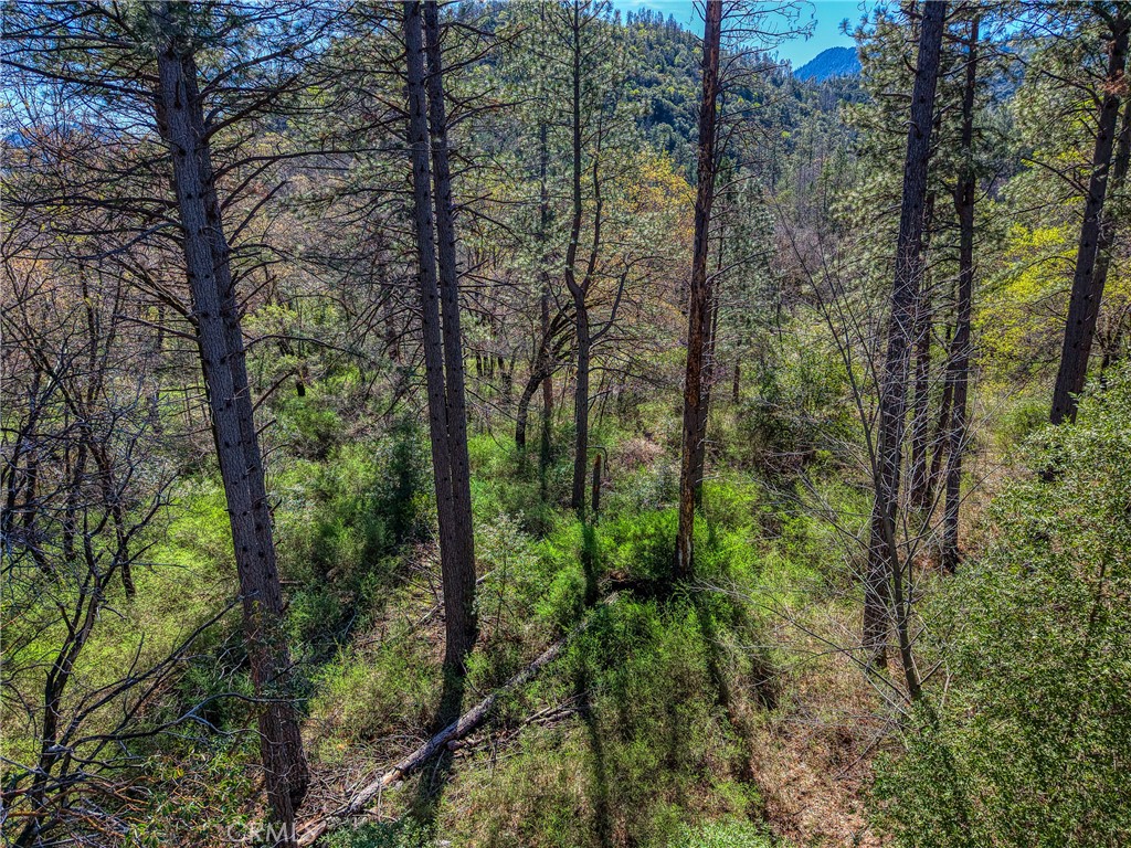 15347 Western Mine Road Middletown, CA 95461 - Photo 11 of 19 a view of a forest with trees
