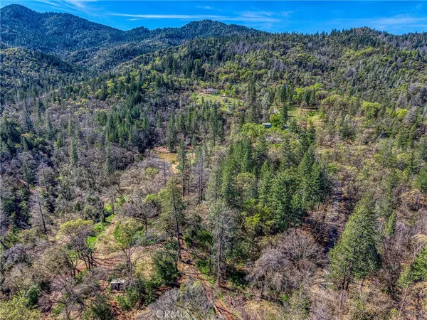 a view of a forest with a mountain in the background