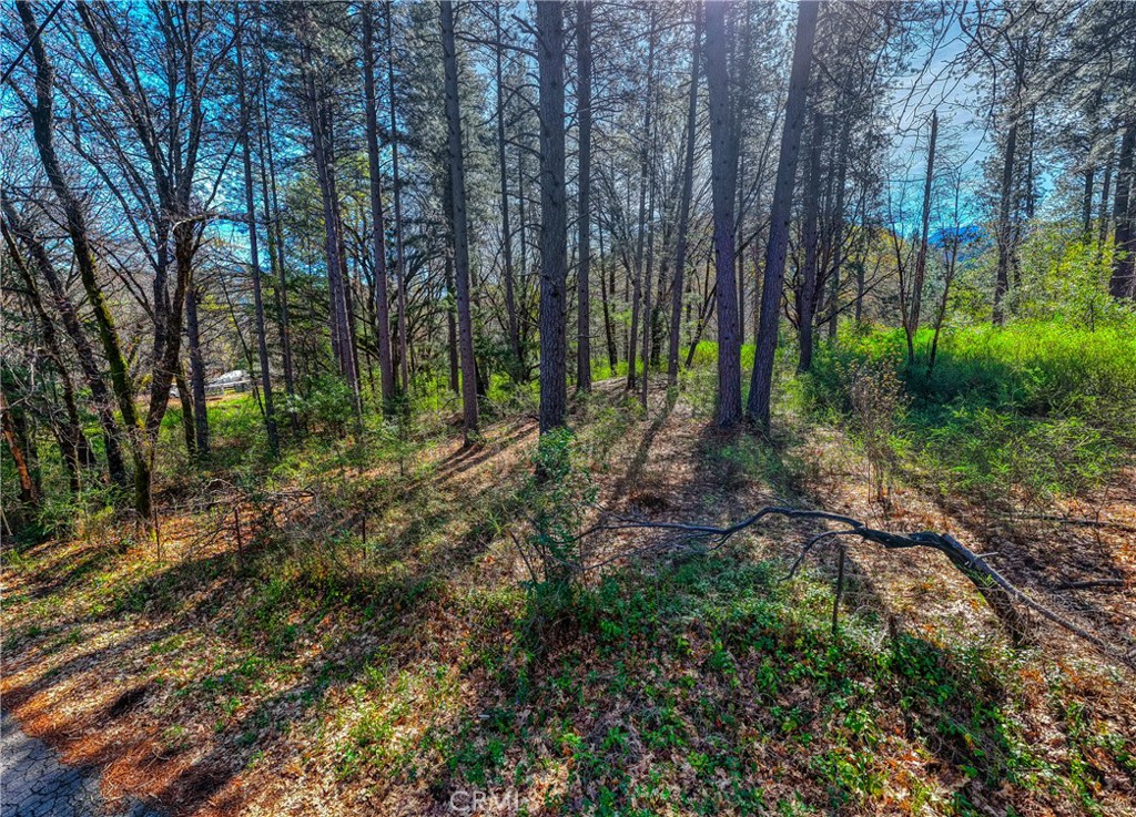 15347 Western Mine Road Middletown, CA 95461 - Photo 3 of 19 a view of a forest with trees