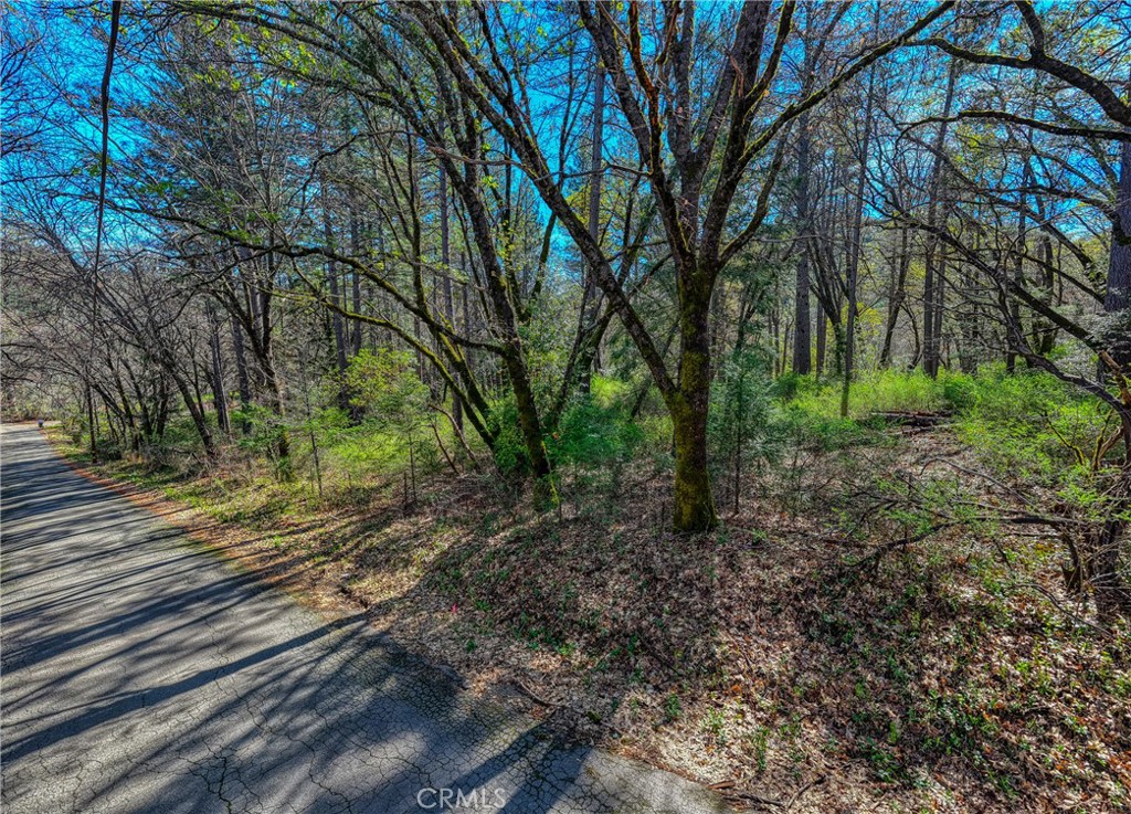 15347 Western Mine Road Middletown, CA 95461 - Photo 5 of 19 a view of a forest filled with trees