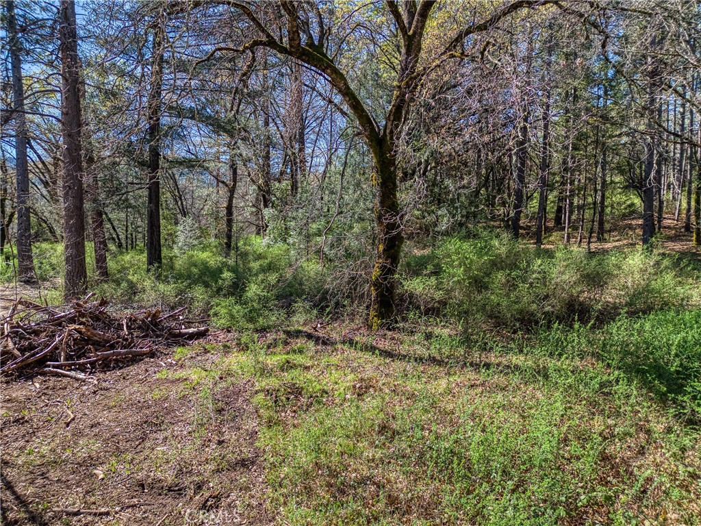 15347 Western Mine Road Middletown, CA 95461 - Photo 6 of 19 a view of a forest filled with trees