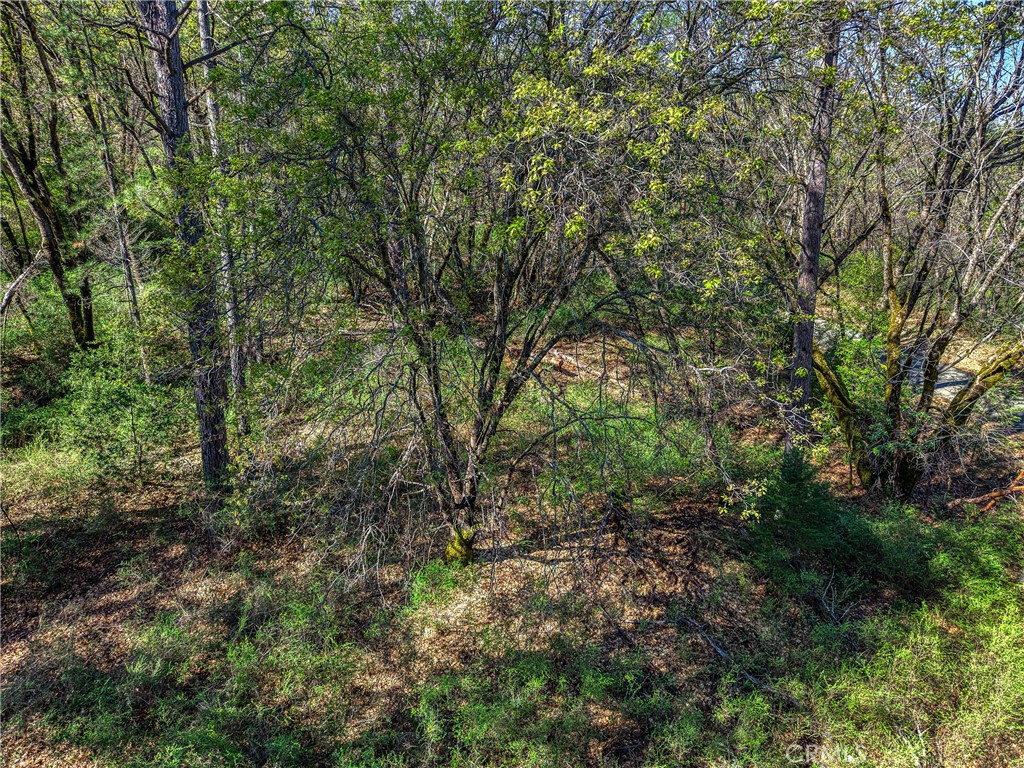 15347 Western Mine Road Middletown, CA 95461 - Photo 9 of 19 a view of a forest with lush green forest