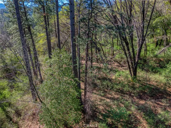 a view of forest