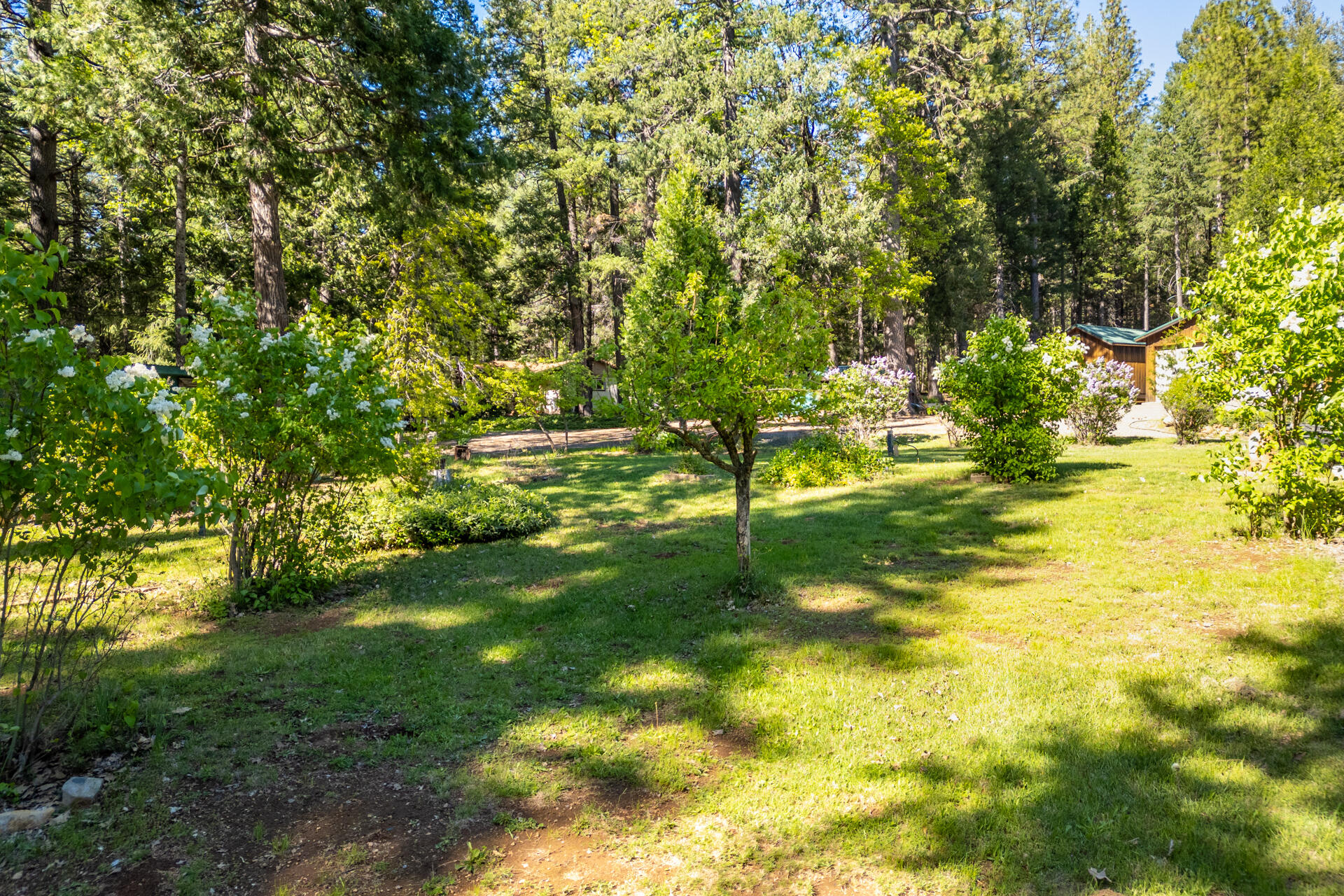 30481 Rl Smith Logging Road Oak Run, CA 96069 - Photo 6 of 41 DJI_0955-HDR