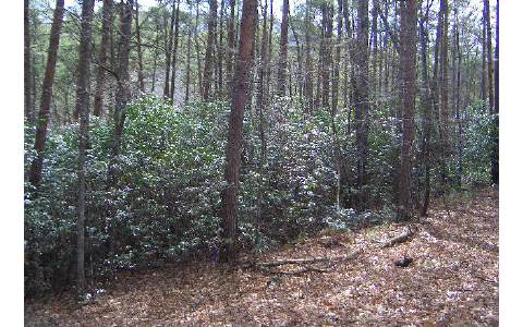 6-ac Turniptown Road Ellijay, GA 30536 - Photo 1 of 1 Main View