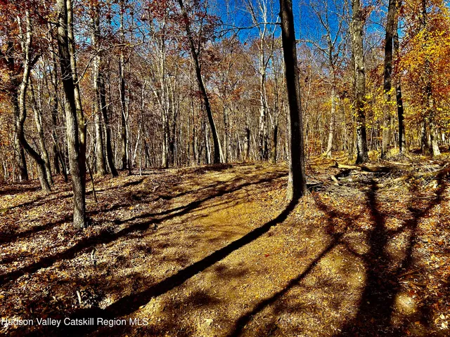 a view of a yard with trees