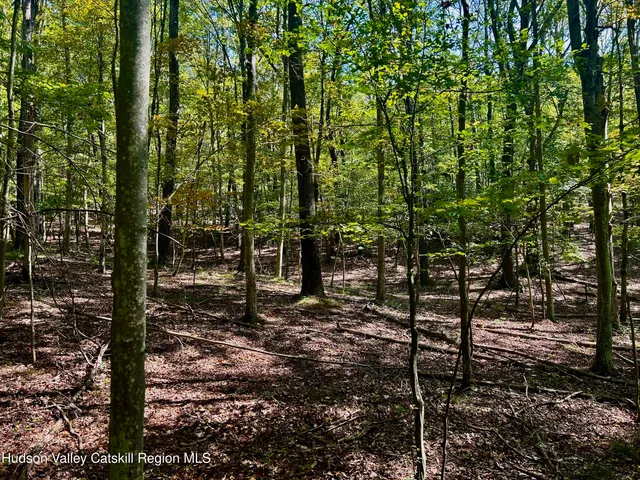 a view of a forest filled with trees