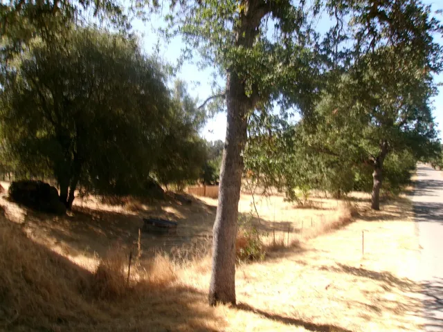 a view of water covered with trees