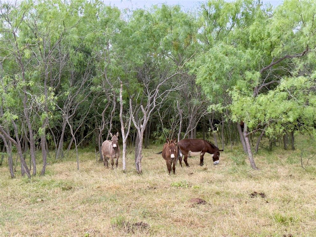1965 Fm-933 Aquilla, TX 76622 - Photo 12 of 23 a view of a yard with a tree