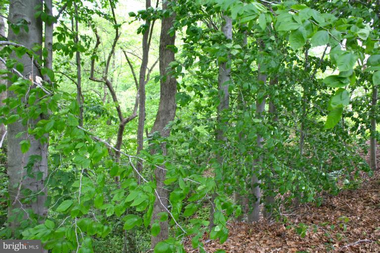 1950 Lowery Road Huntingtown, MD 20639 - Photo 22 of 28 a view of a lush green forest