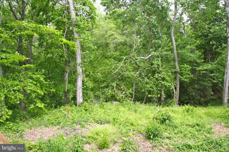 1950 Lowery Road Huntingtown, MD 20639 - Photo 23 of 28 a view of a lush green forest