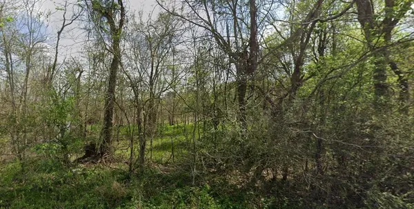 a view of a forest with a tree