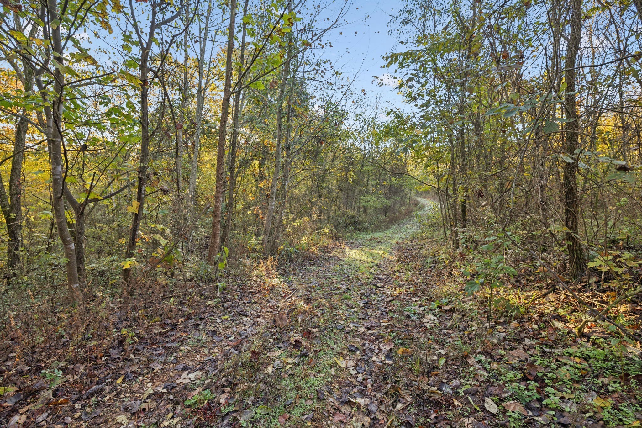 0 West Sheepneck Road Mount Pleasant, TN 38474 - Photo 11 of 43 a view of a forest with trees