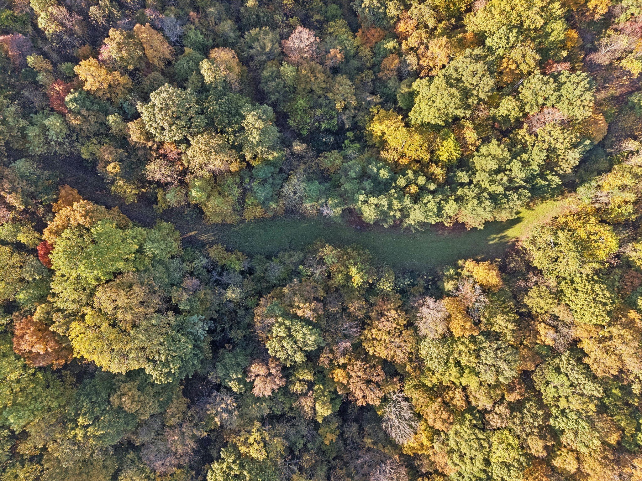 0 West Sheepneck Road Mount Pleasant, TN 38474 - Photo 28 of 43 a picture of tree