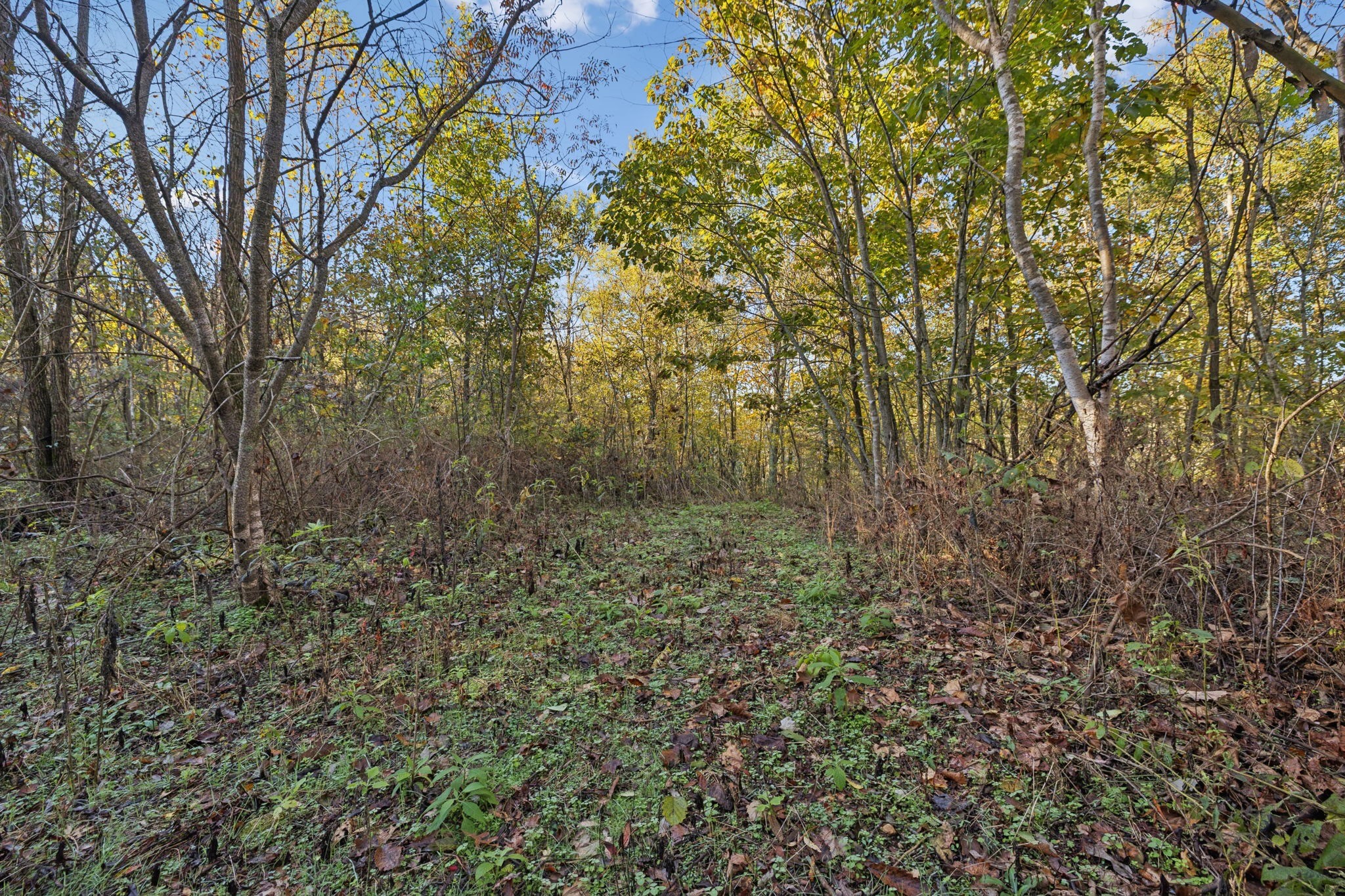 0 West Sheepneck Road Mount Pleasant, TN 38474 - Photo 37 of 43 a view of a forest with trees in the background