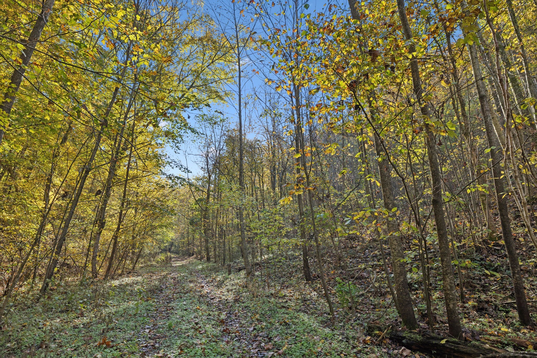 0 West Sheepneck Road Mount Pleasant, TN 38474 - Photo 38 of 43 a view of a yard with a tree