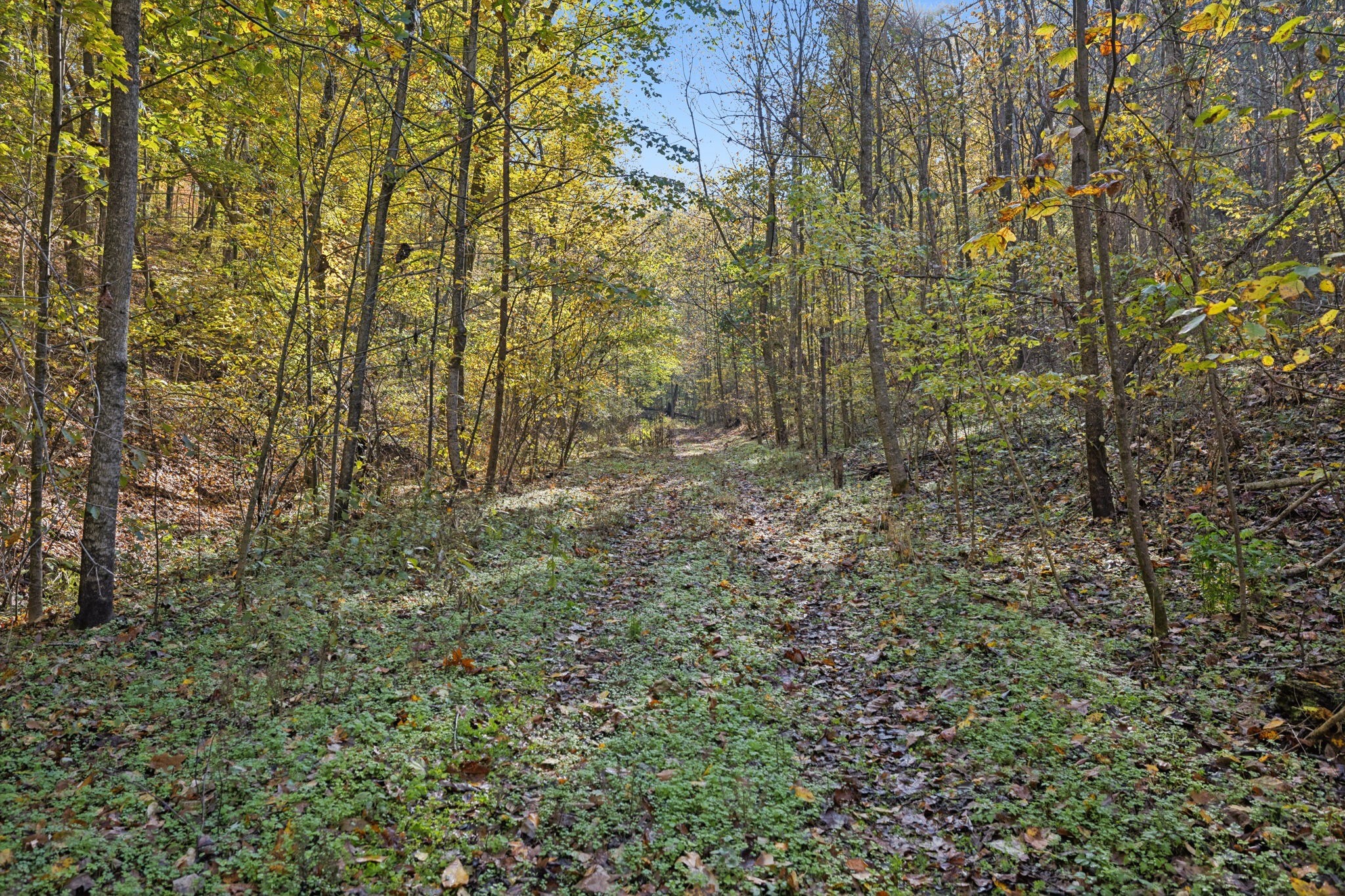 0 West Sheepneck Road Mount Pleasant, TN 38474 - Photo 39 of 43 a view of a yard with large trees
