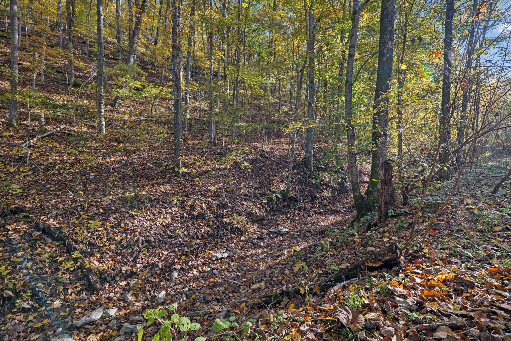 0 West Sheepneck Road Mount Pleasant, TN 38474 - Photo 40 of 43 a view of a forest with trees