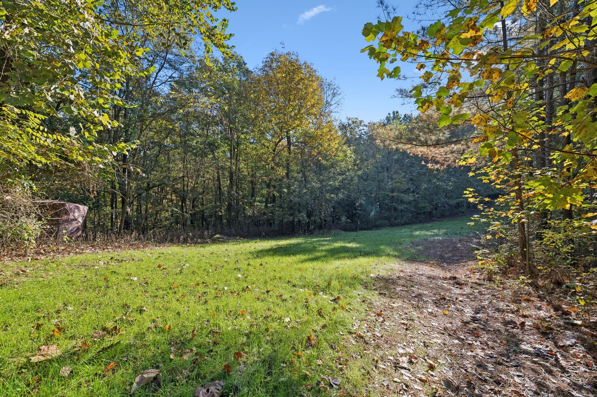 0 West Sheepneck Road Mount Pleasant, TN 38474 - Photo 4 of 43 a view of a yard with a tree