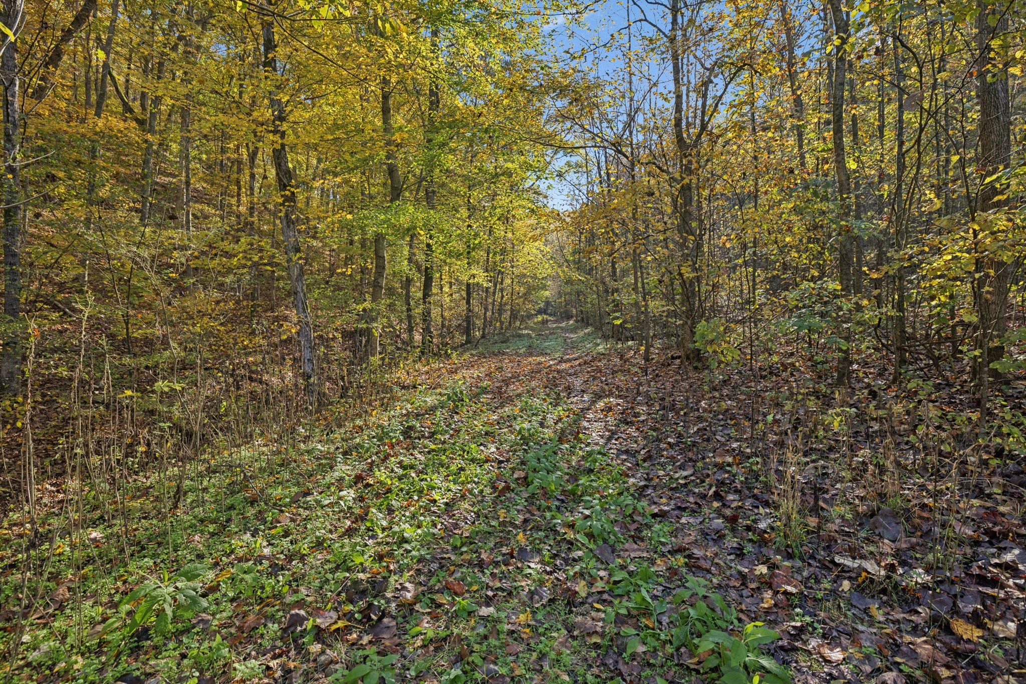 0 West Sheepneck Road Mount Pleasant, TN 38474 - Photo 41 of 43 a view of a yard with a tree