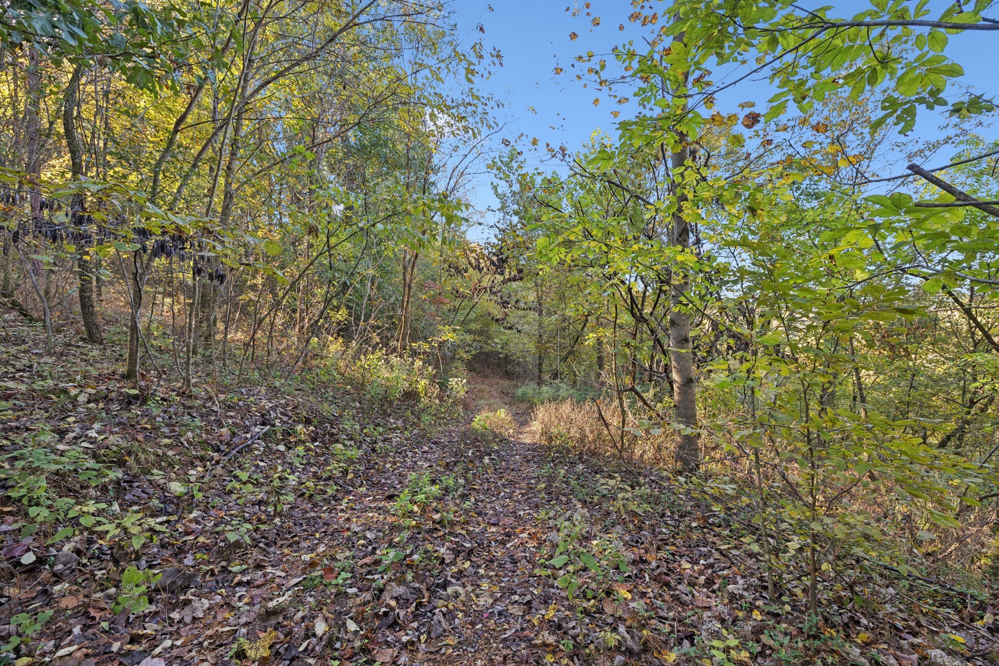 0 West Sheepneck Road Mount Pleasant, TN 38474 - Photo 43 of 43 a view of a yard with plants and tree