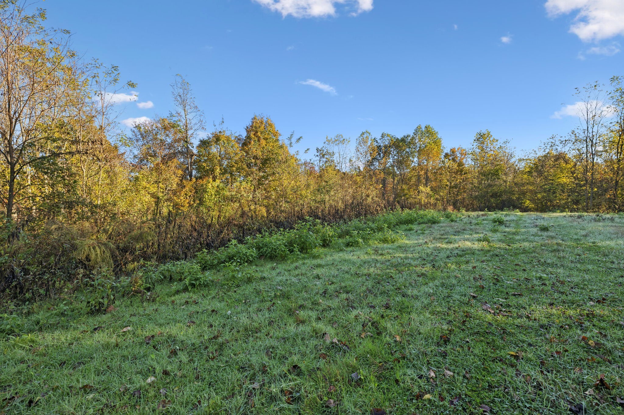 0 West Sheepneck Road Mount Pleasant, TN 38474 - Photo 5 of 43 a view of a field with trees in the background