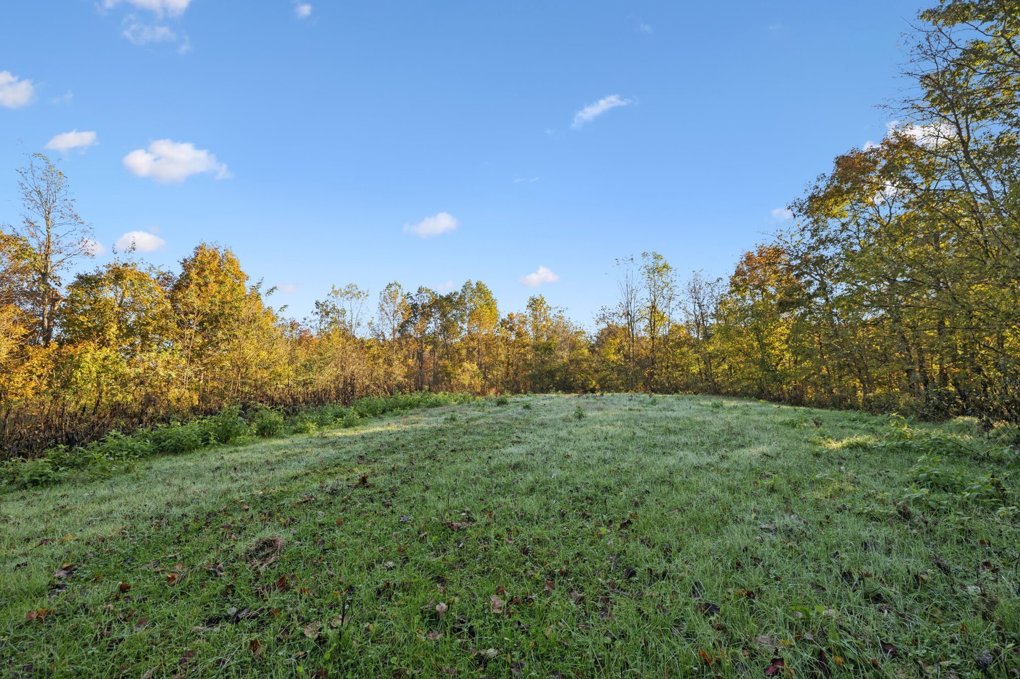 0 West Sheepneck Road Mount Pleasant, TN 38474 - Photo 7 of 43 a view of a big yard with a large tree