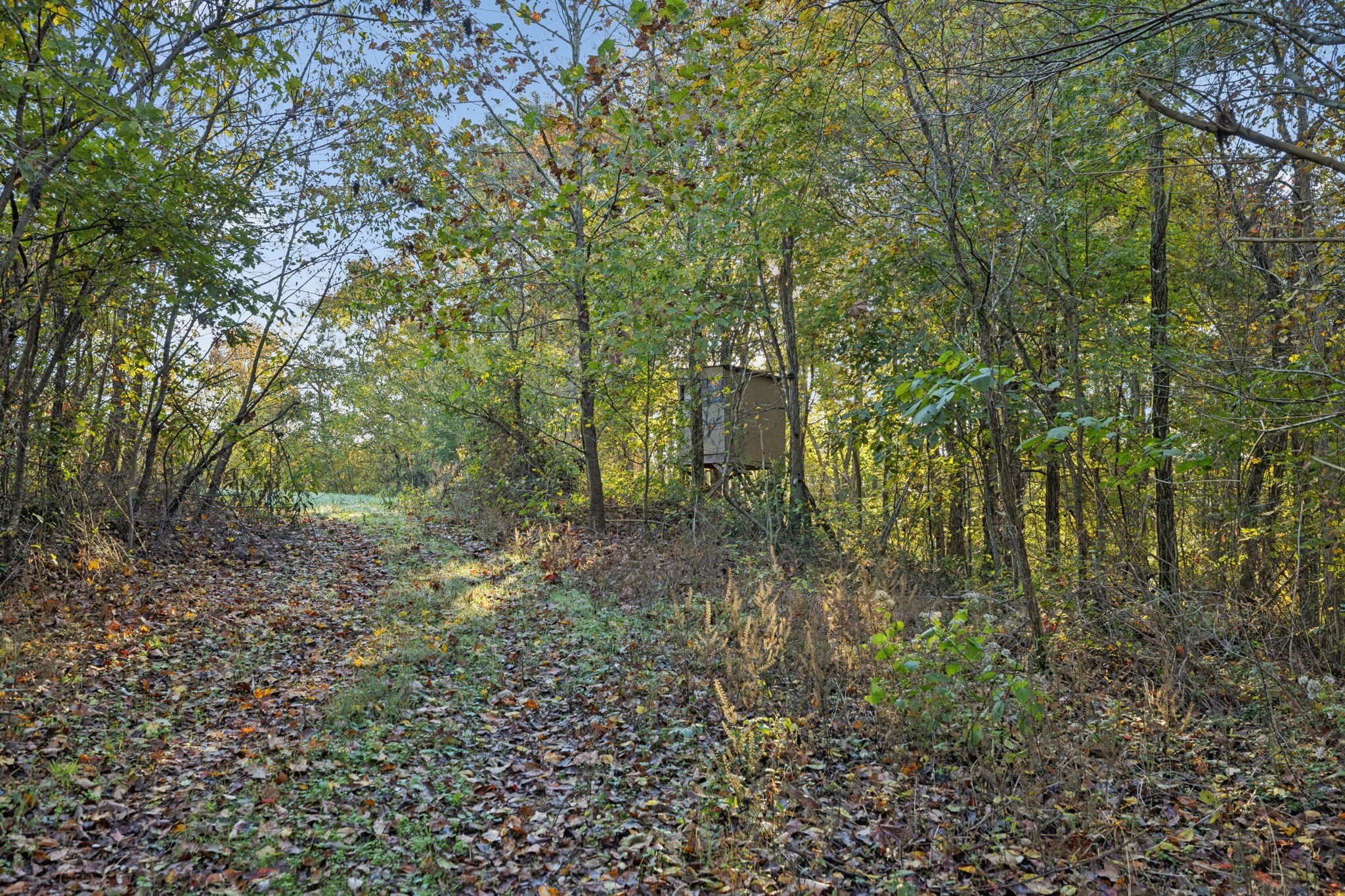 0 West Sheepneck Road Mount Pleasant, TN 38474 - Photo 9 of 43 a view of a forest that has large trees